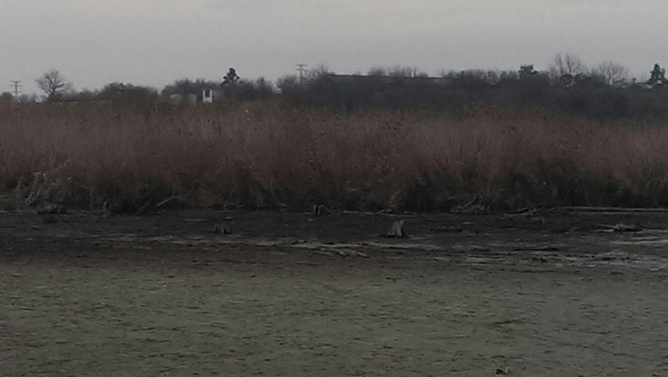 catfish pe tancabesti - 1176368617400904986770991483570n.jpg